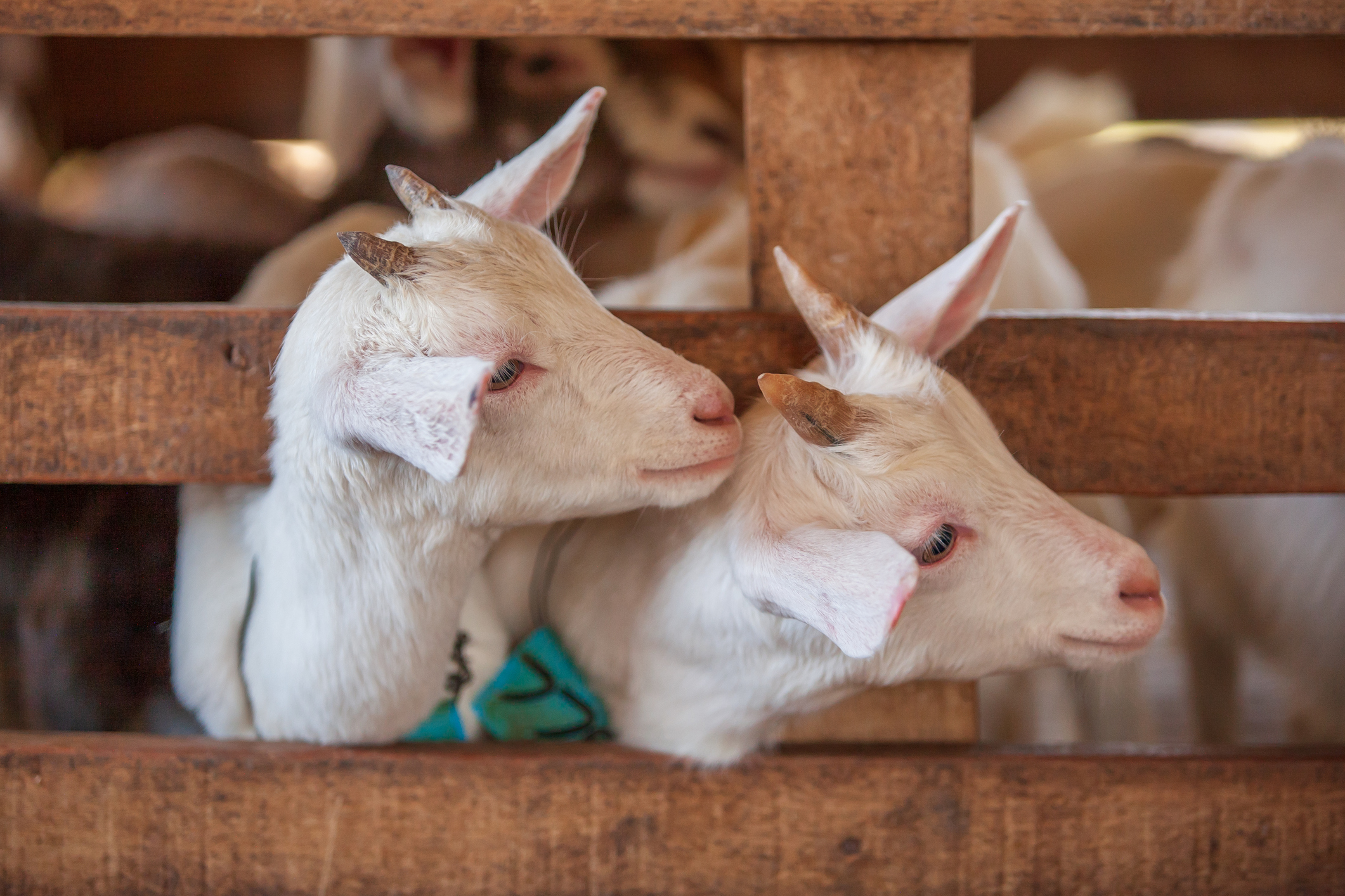 All You Need To Know About Eidul-Adha & Qurban
